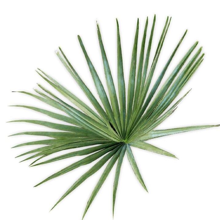 Saw palmetto - zloženie UltraMax Testo Enhancer